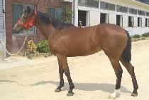 ���̵��ΰ��� (LADY IN GALA) ����