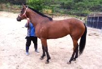 ���ǵ庼Ʈ (SPEED BOLT) ����