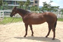 �Ŀ�Ǯ���̵� (POWERFUL LADY) ����