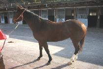 õ���ǳ��� (CHEONSAUI NALGAE) ����