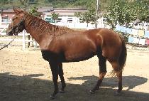 �ź�õ�� (SINBI CHEONSA) ����