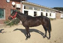 ��ƼǮ���̵� (BEAUTIFUL LADY) ����