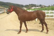 ��ī�̽�Ÿ (SKY STAR) ����