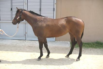 ��ī�̶��̴� ����