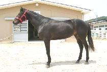 Ȳ�ݵ��� (HWANGGEUM DONGJA) ����