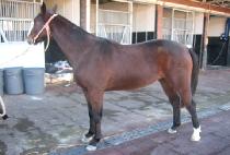 �̷����� (CELERIS) ����