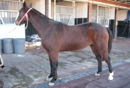 �̷����� ����