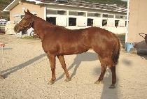 �ο��� (ROYAL BIT) ����