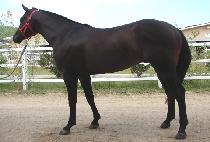 ���̿���ġ (KO PUNCH) ����