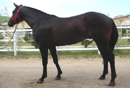 ���̿���ġ ����