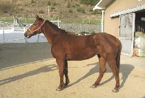 �ÿ��� (SIWONI) ����