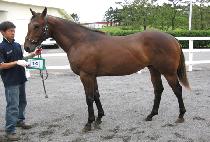 ����� (GITBI GITBI) ����