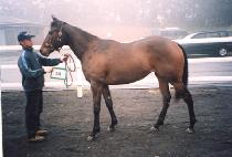 ��ȭ (BOHWA) ����