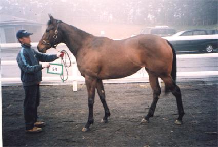 ��ȭ ����