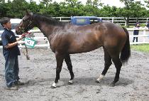 ��������� (PROUDE DANCER) ����