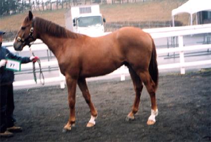 Ȳ�����ڼ� ����