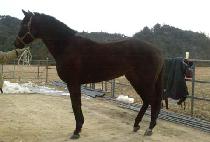 ���ѽ��ǵ� (GANGHAN SPEED) ����