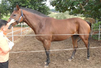 �߰ſ�ȯȣ ����