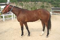 ������Ÿ (WARZONE STAR) ����