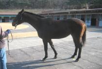 �ұ��ǽ�Ÿ (BULGURUISTAR) ����