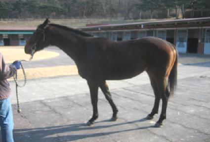 �ұ��ǽ�Ÿ ����