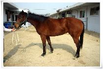 �Ǿ����� (FEAR HUNTER) ����