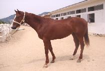 ���ɽ�Ÿ (BORYEONG STAR) ����