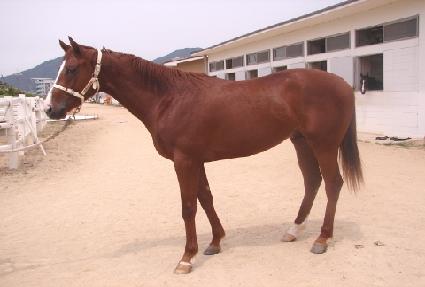 ���ɽ�Ÿ ����