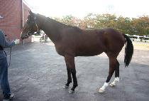 Ʃ�� (TUNING) ����