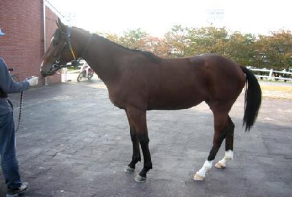 Ʃ�� ����