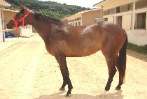 ���ۺ���Ʈ (SUPER BEST) ����