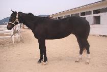 �׷��̽����� (GRACE THUNDER) ����