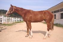 õ���� (CHEONMUNDO) ����