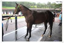 ���� (NALJA) ����