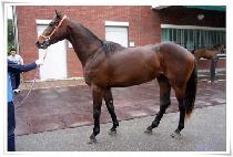 �뿵�޸� (TONGYEONG DALMA) ����