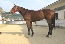 ������ (TOP WIND) ����