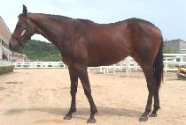 ���ĸ (GOLD CAP) ����