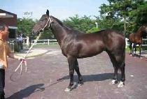 õ���Ÿ� (CHEONJI SINMYEONG) ����