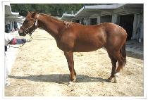 ���̿÷� (VIOLET) ����