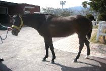 �ƾ� (ASSI) ����