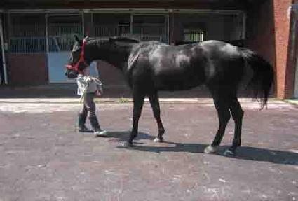 �����帲 ����