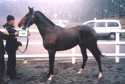 ������� ����