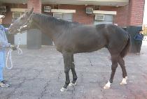 ������ (BLUE BABBLE) ����