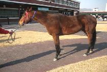 ������Ʈ�� (DANCING PARTNER) ����