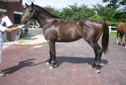 �׷���è�� ����