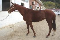 �����ѿ��� (WIDAEHAN YEOWANG) ����