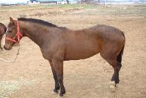 GANGSAN TONGIL picture