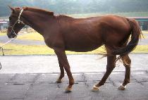 �����ȼ� (MAKGANG ANSEONG) ����