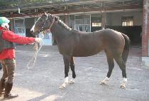 ������ (TWO MAMA) ����