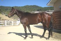 ���ʽ��� (WINNER STEP) ����